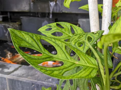 monstera adansonii moisture meter|monstera adansonii leaf.